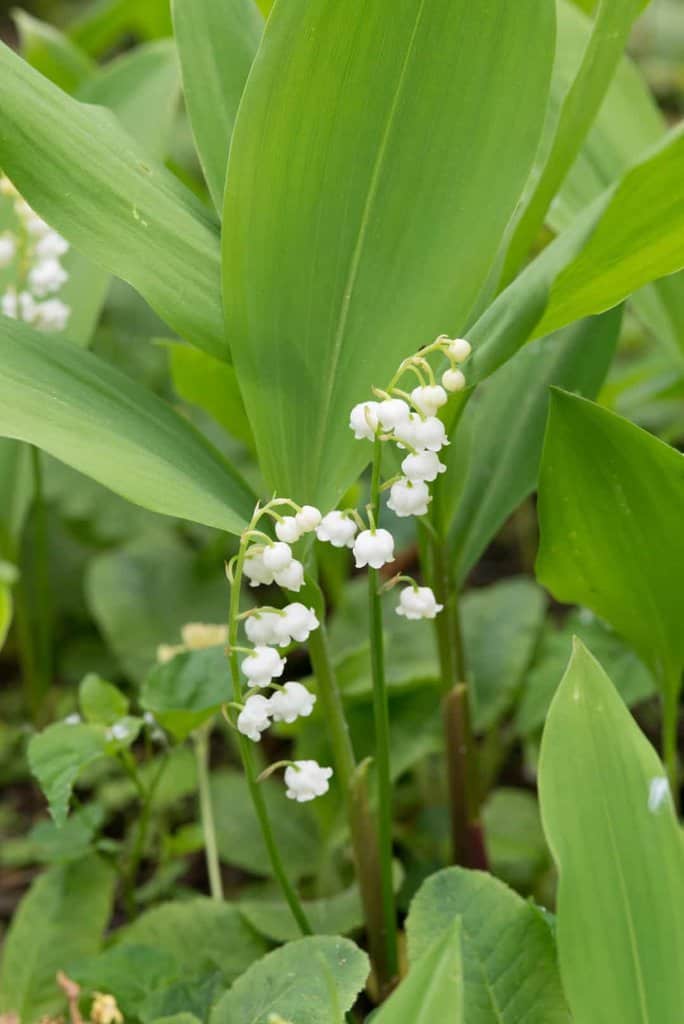 Convallaria majalis ---